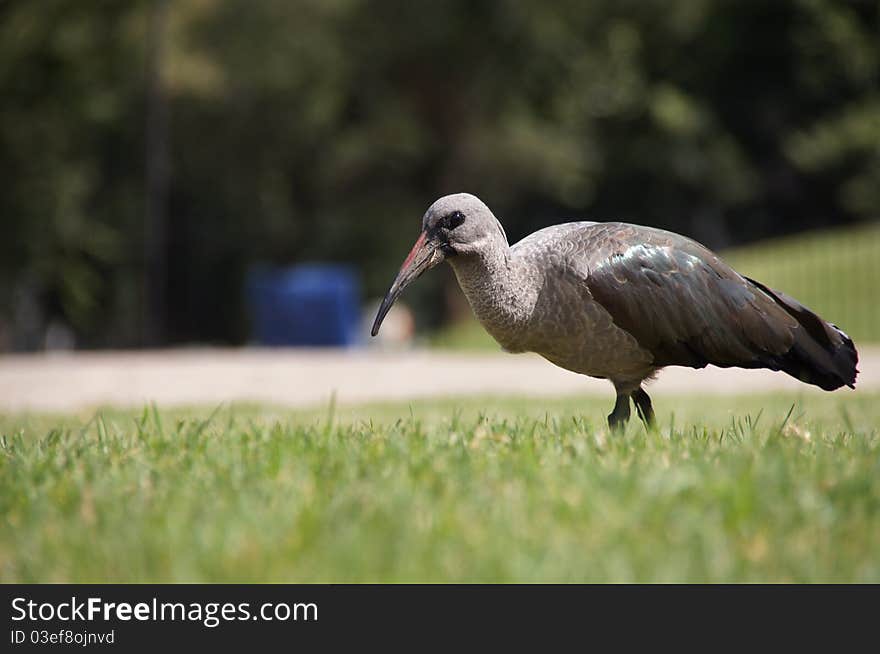 SOUTH AFRICA WILDLIFE Hadeda Ibis {Bostrychia hagedash}