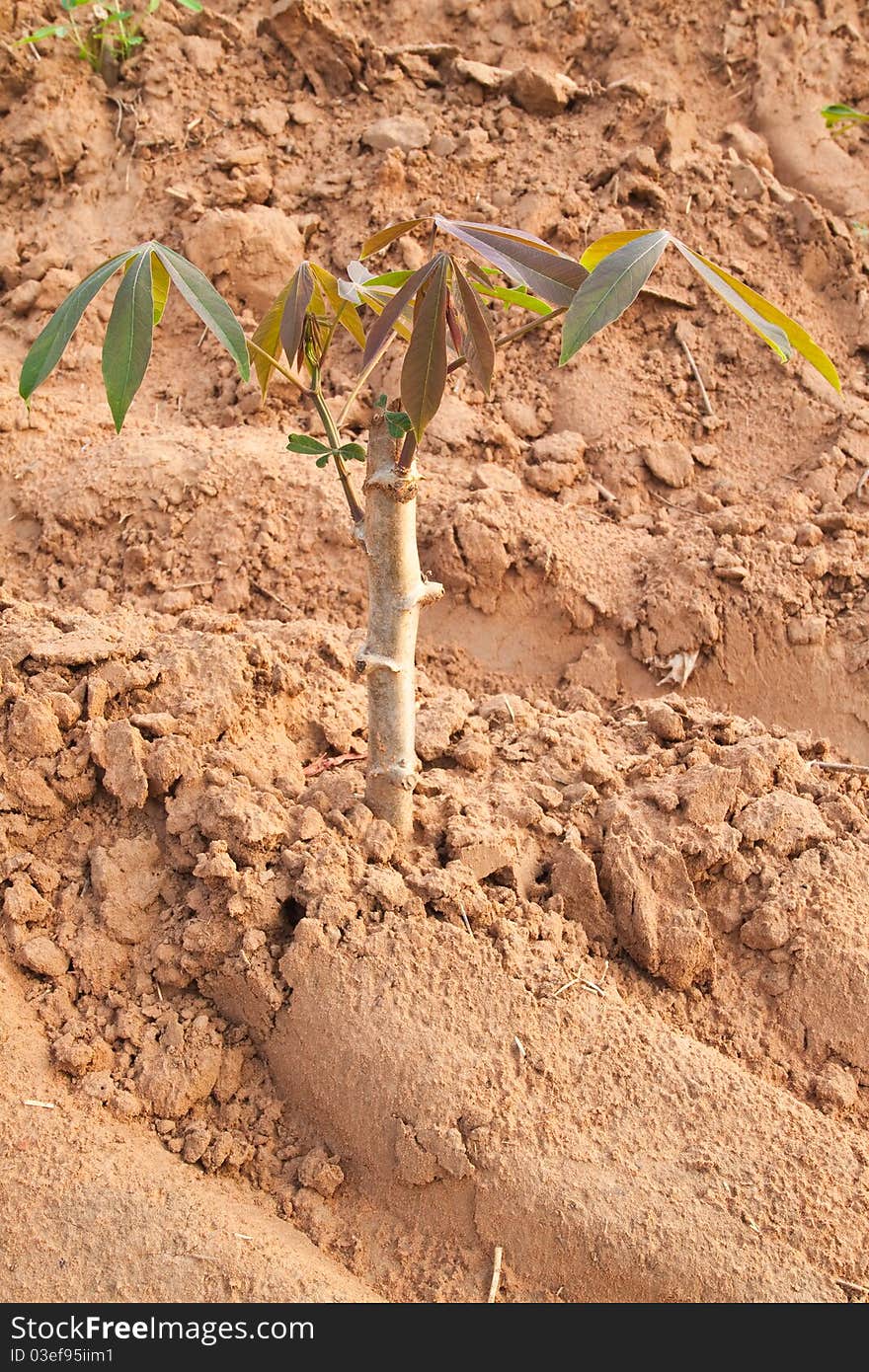 Young Cassava tree in plant,North East,Thailand