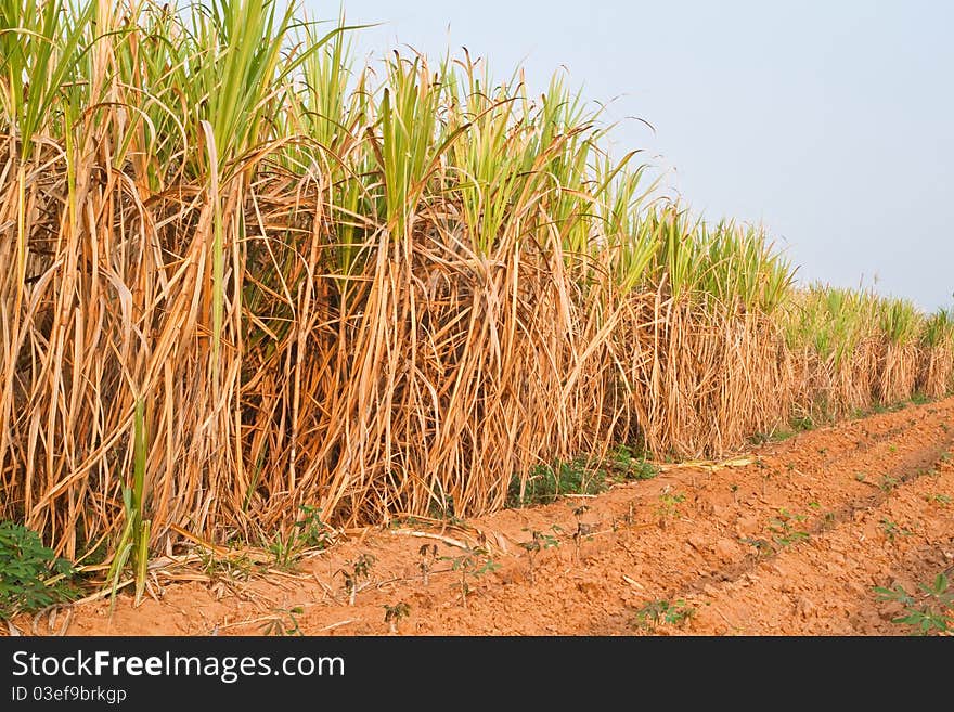 Plant Of Sugarcane And Blue Sky