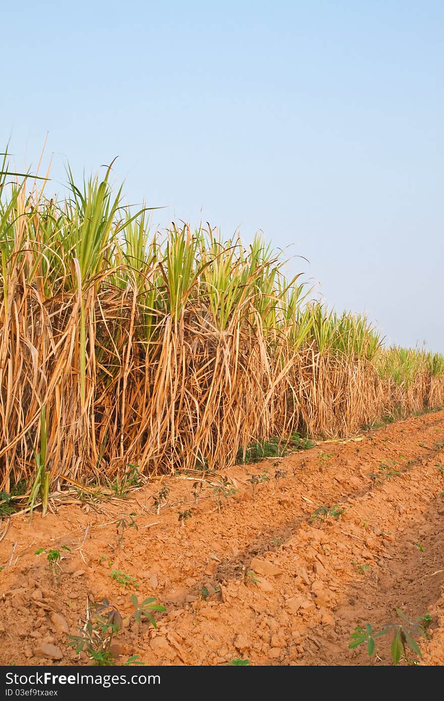 Plant of Sugarcane and blue sky,North East,Thailand