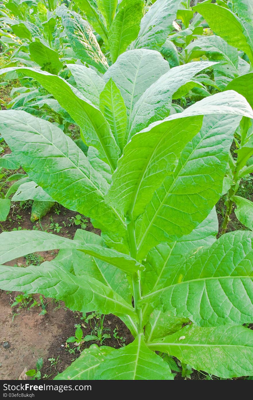 Tobacco leafs in a plant,North East,Thailand