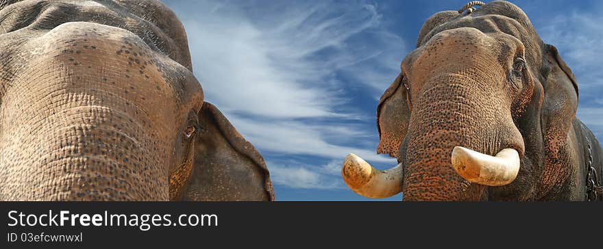 Face of Asian Elephant, or Indian, Kerala, South India