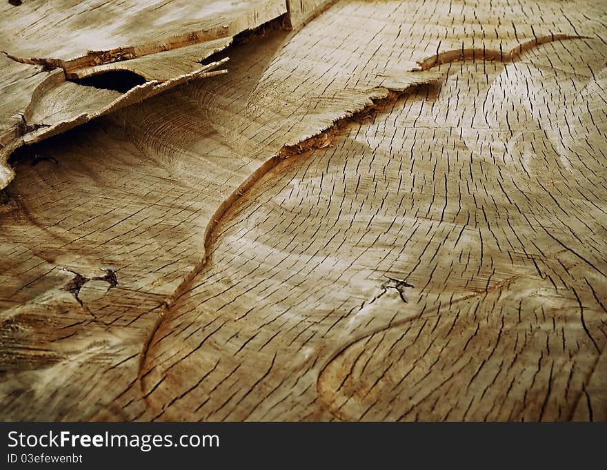 Old felled tree closeup texture. Old felled tree closeup texture