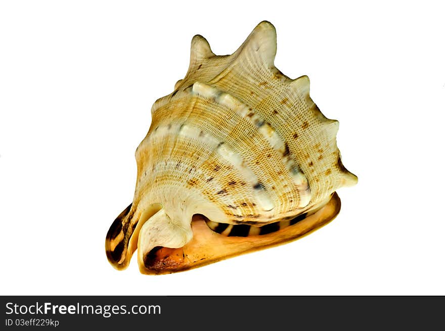 Sea shell