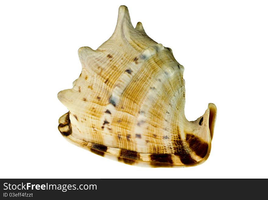 Sea shell