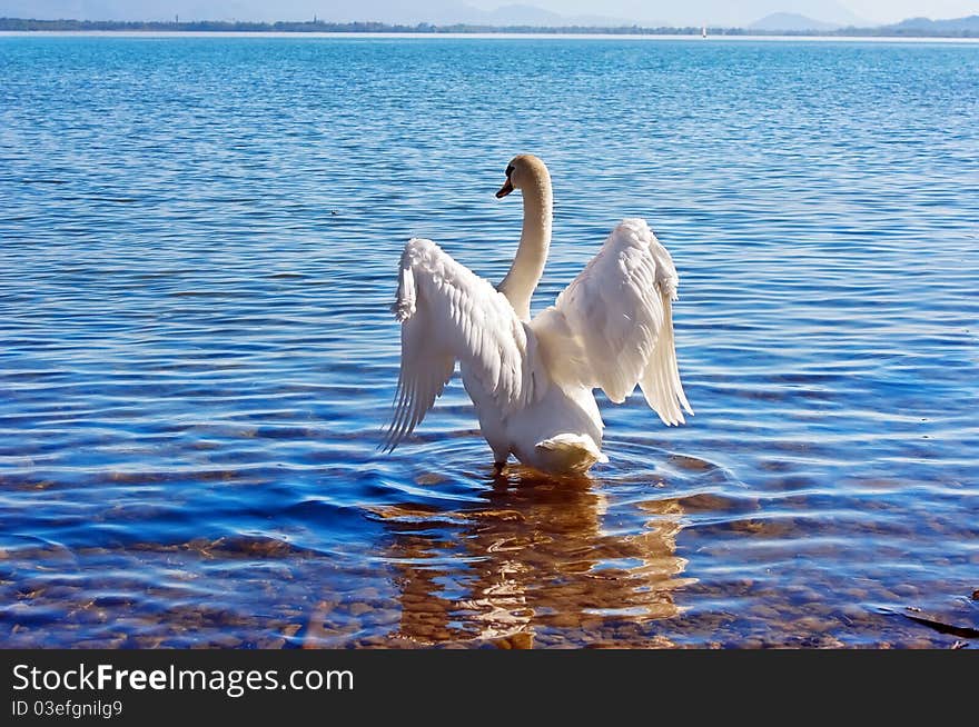 Fauna & Flora Animals Bird swan wildlife. Fauna & Flora Animals Bird swan wildlife