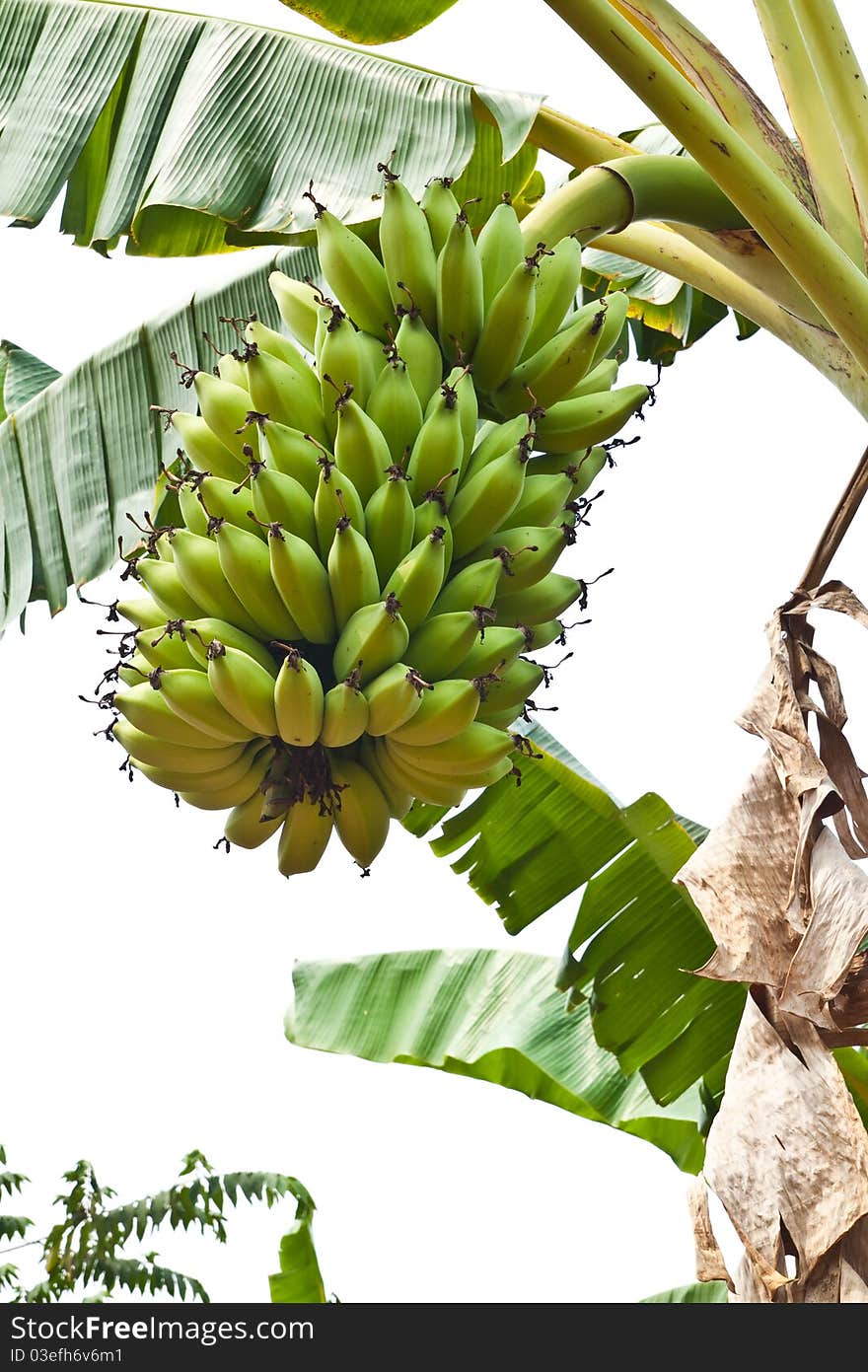 Green young Bananas on a tree, Thailand.