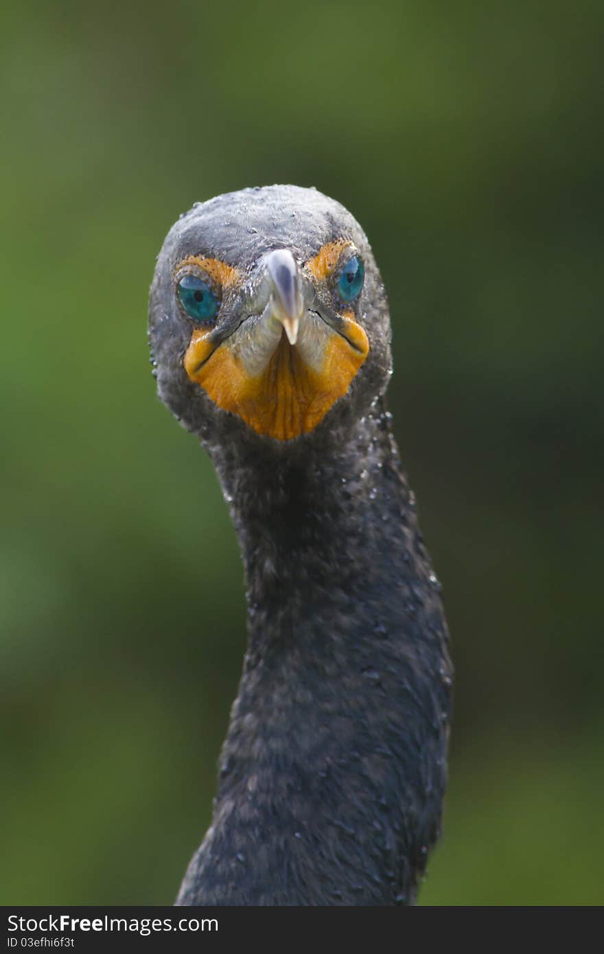 Double crested Cormorant close-up portrait - Phalacrocorax auritus. Double crested Cormorant close-up portrait - Phalacrocorax auritus