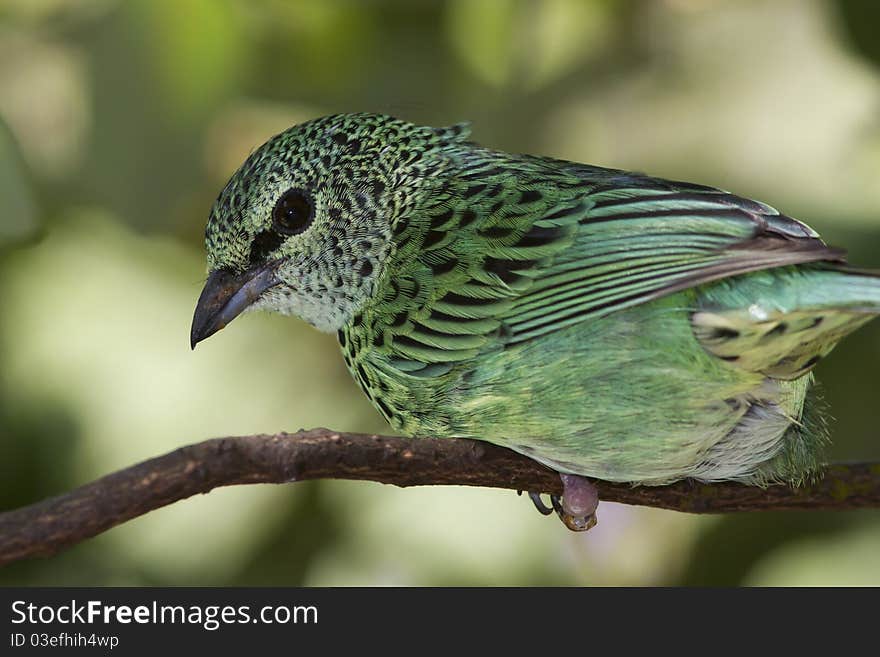 Female Red legged Honeycreeper on a tree branch in Ecuador. Female Red legged Honeycreeper on a tree branch in Ecuador