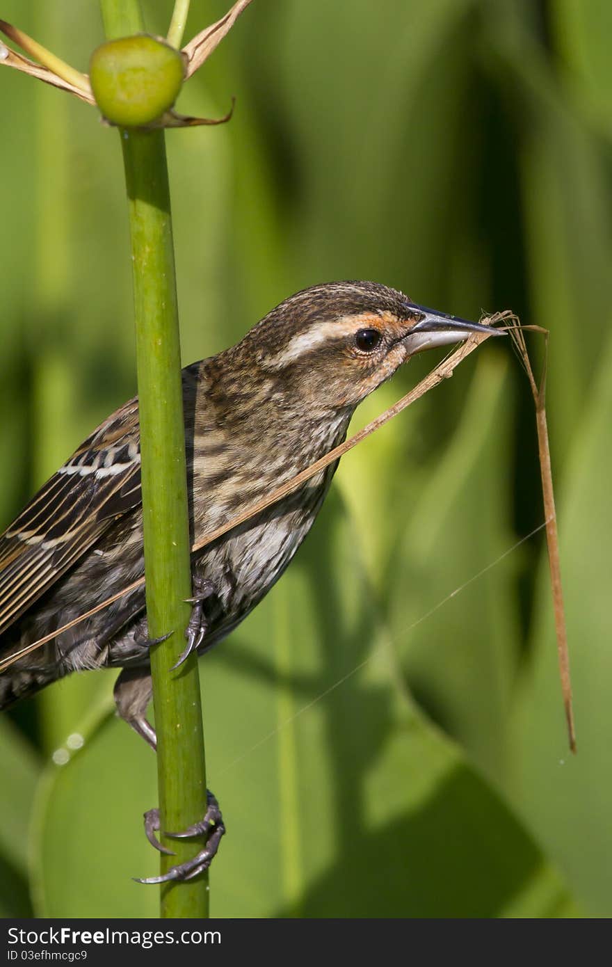 Female Red-winged Blackbird - Agelaius phoeniceus