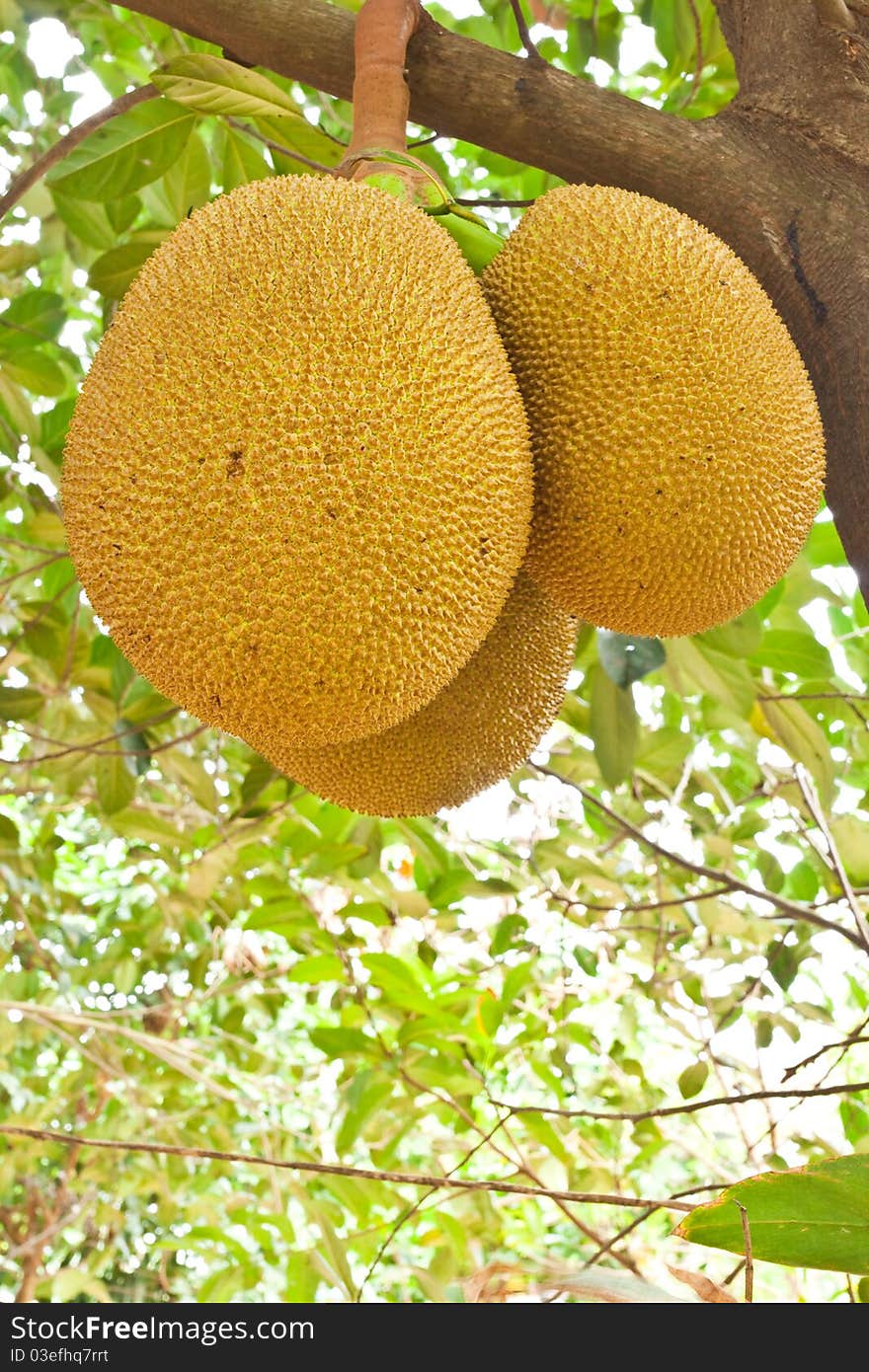 Jackfruit on tree,countryside thailand. Jackfruit on tree,countryside thailand