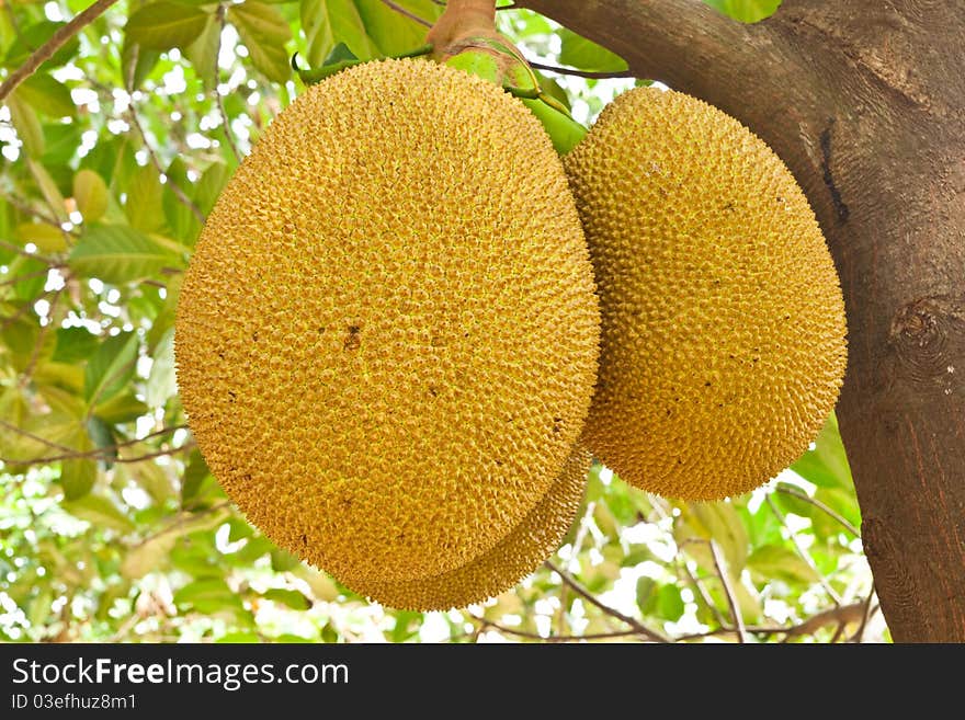 Three Jackfruit on the tree. Three Jackfruit on the tree