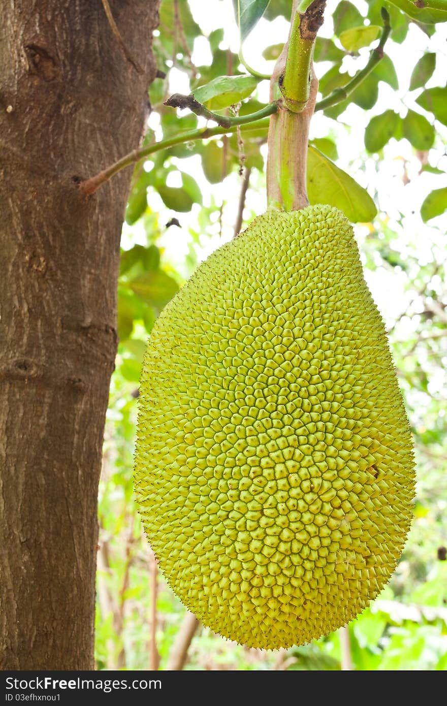 Tropical fruit,Young Jackfruit on tree