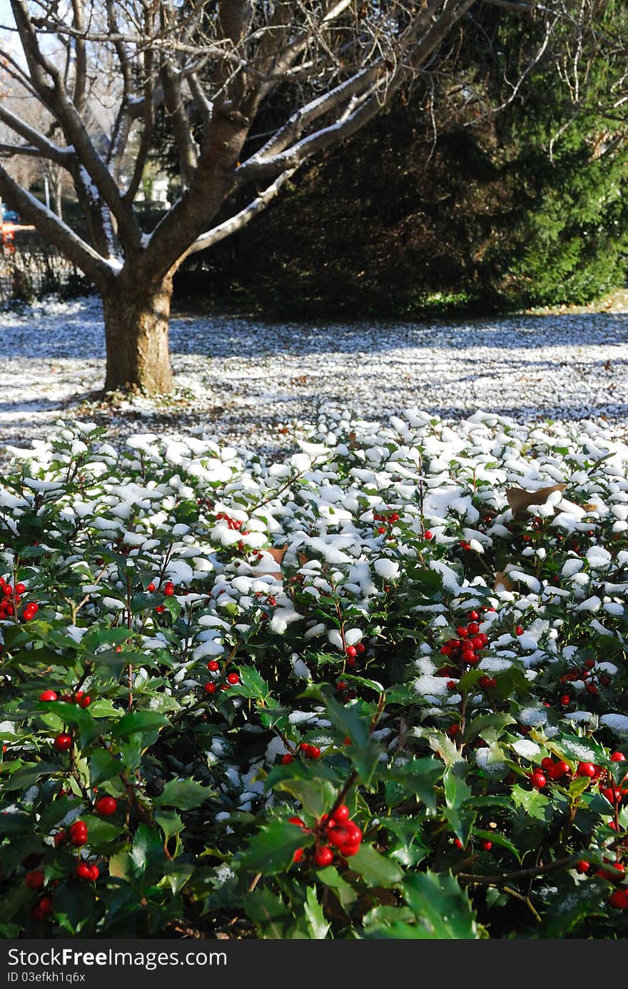 Fresh snow in yard of surburban house. Fresh snow in yard of surburban house.