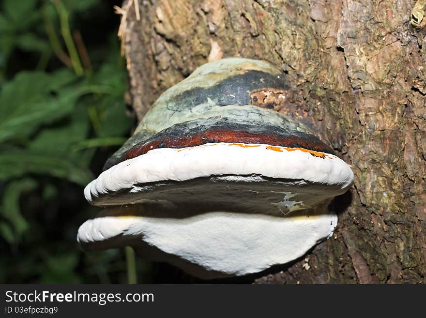 Tinder on the trunk of tree. Tinder on the trunk of tree