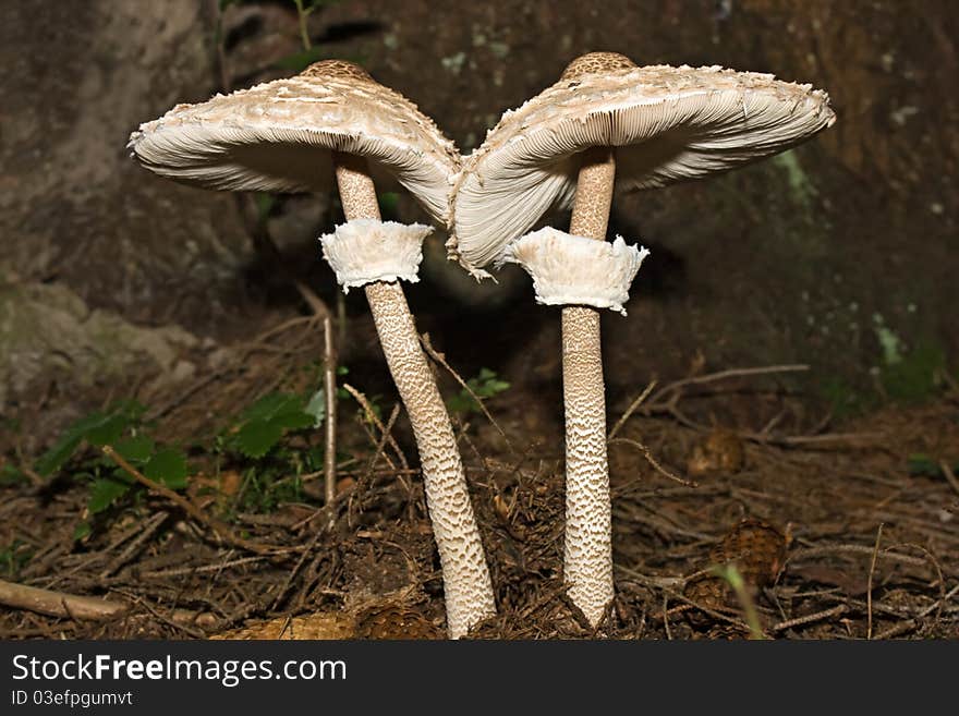 Macrolepiota procera