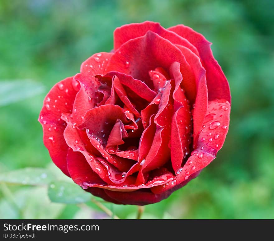 Beautiful red rose in the garden