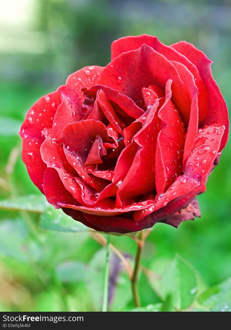 Beautiful red rose in the garden