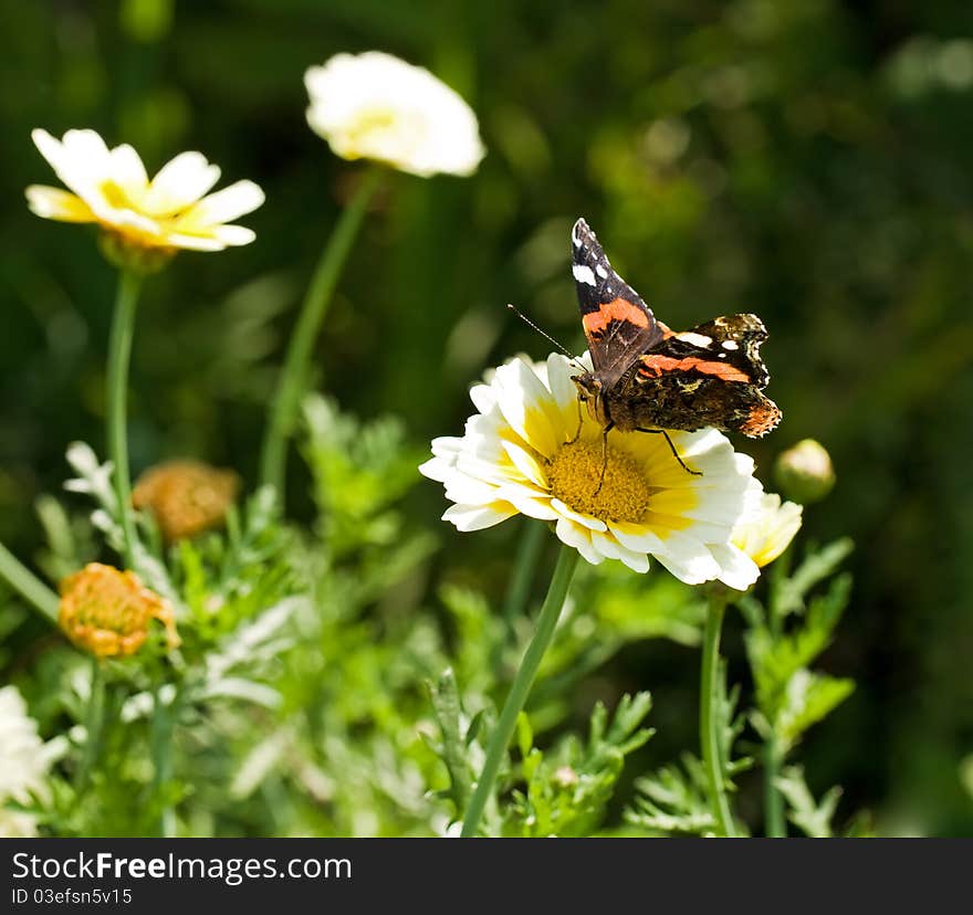 Butterfly on a beautiful daisy. Butterfly on a beautiful daisy