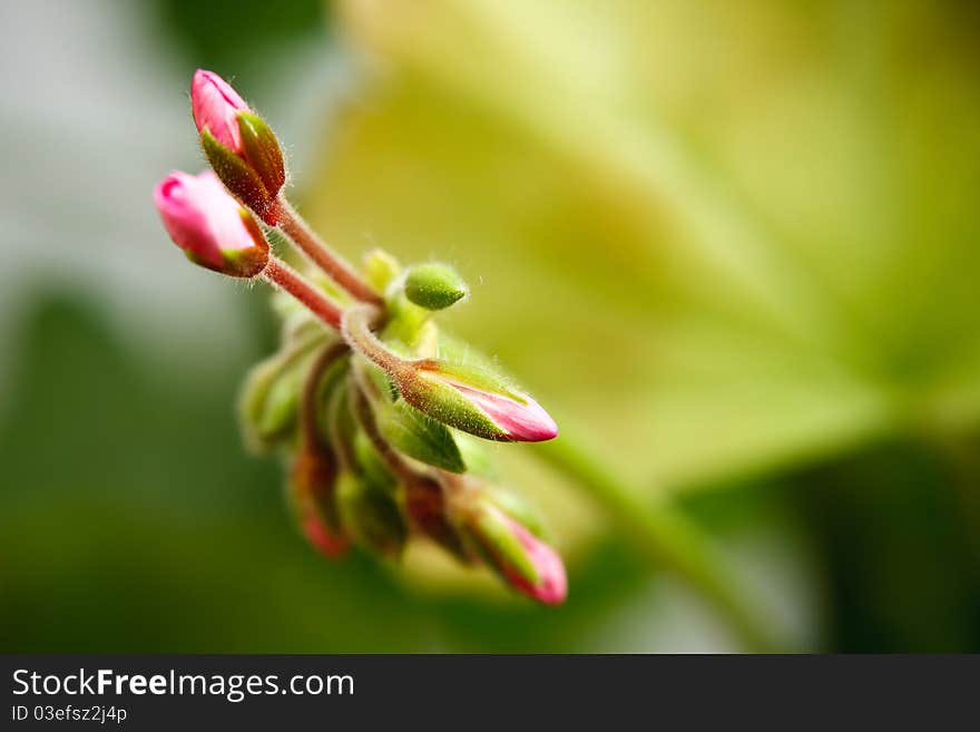 Geranium bud expanding over green background (extreme macro). Geranium bud expanding over green background (extreme macro)