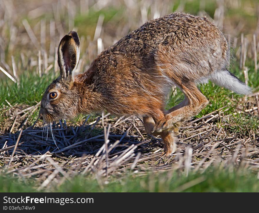 Running Hare