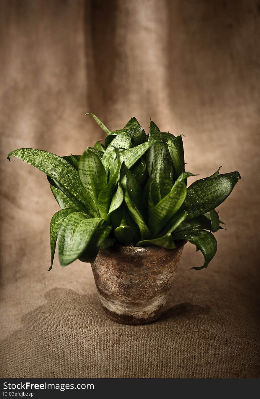 Green home plant  in flower pot  on sacking background