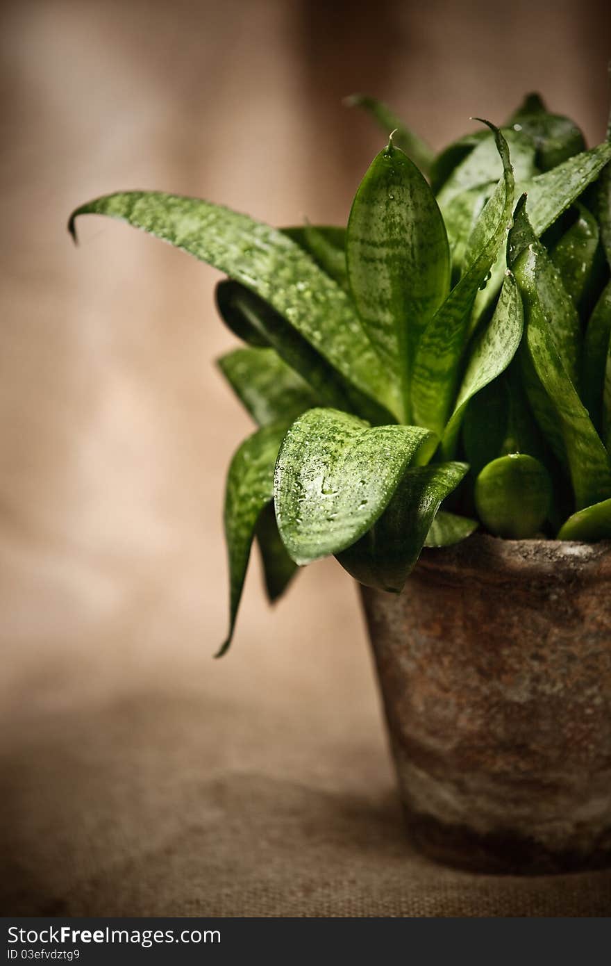 Green home plant  in flower pot