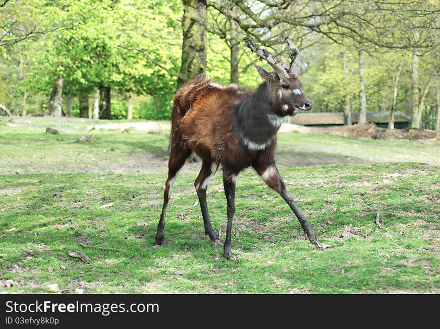 A baby bongo stands uncertainly on his feet