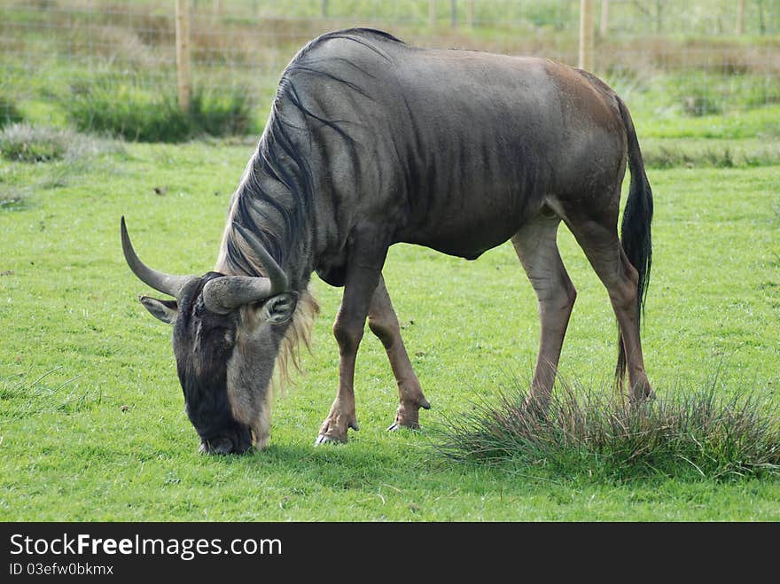 A wildebeest grazes contentedly in the sun