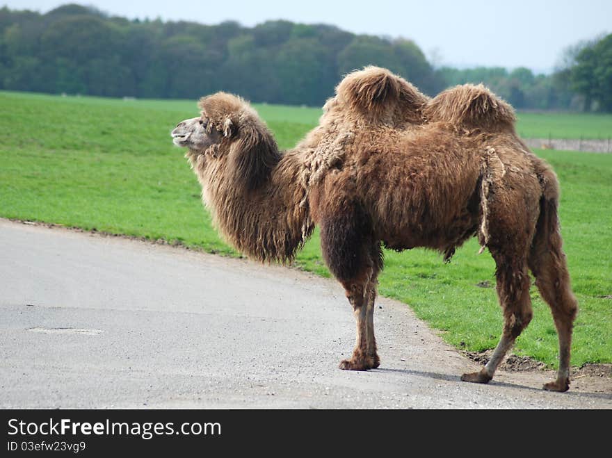 A bactrian camel takes a walk in the sun