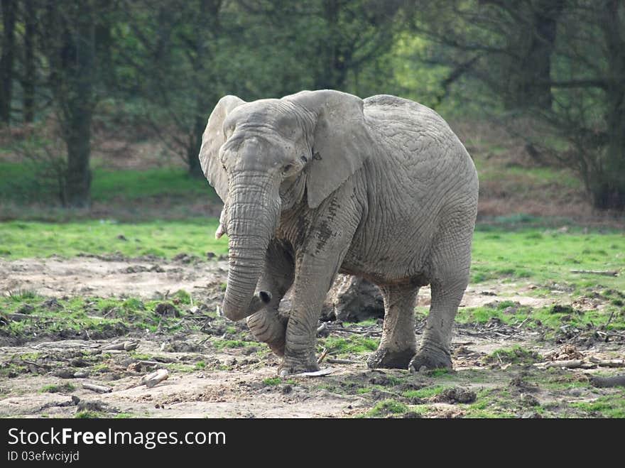 An african elephant playfully entertains the crowd