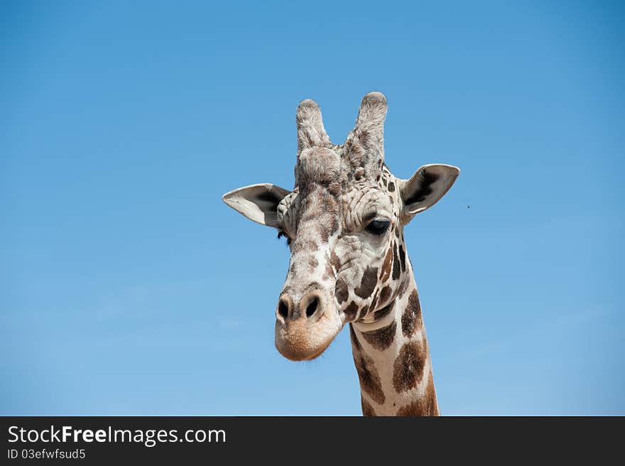 Head shot of a giraffe with the sky as a background. Head shot of a giraffe with the sky as a background.