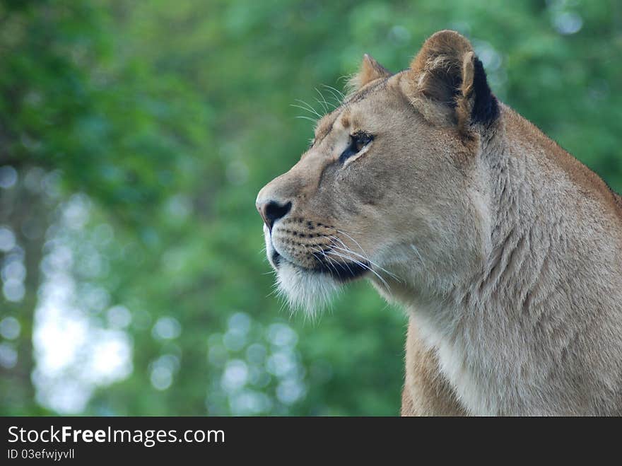 A lioness 4