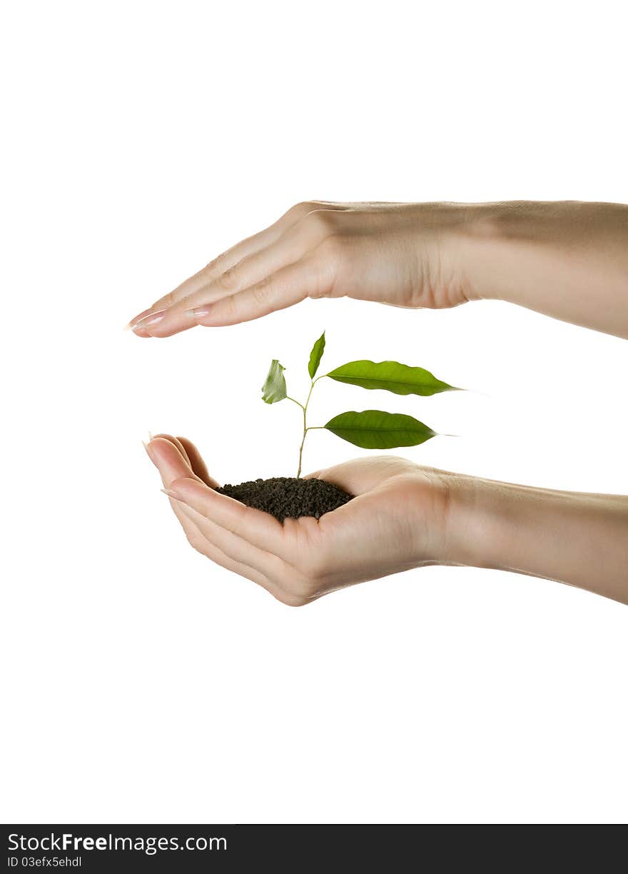 Human hands caring of a plant over white