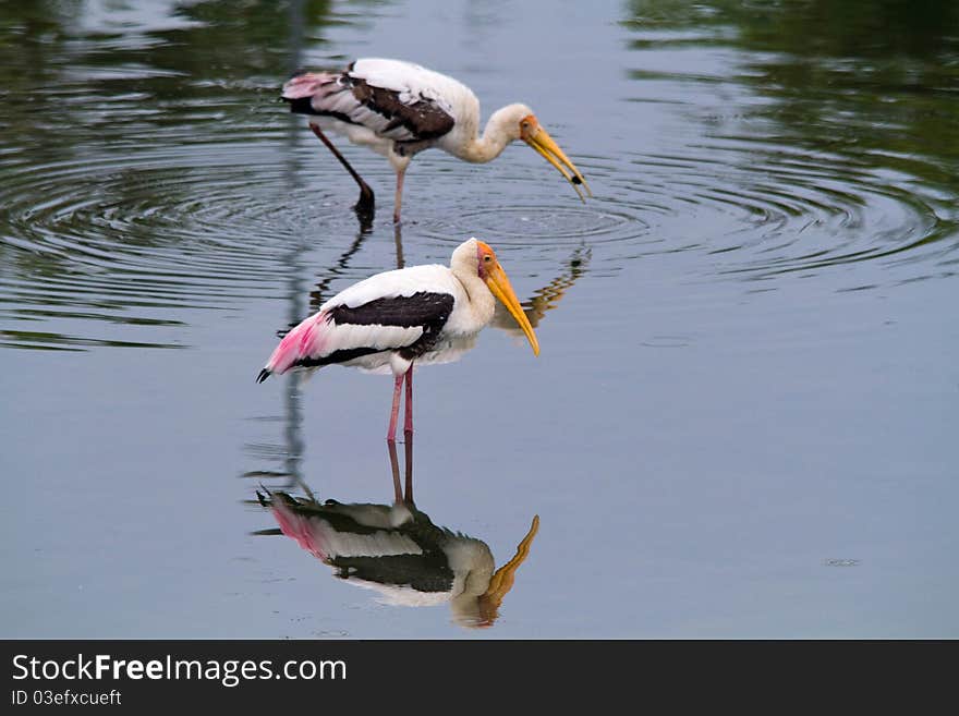 Two storks in the morning sun doing their activities. Two storks in the morning sun doing their activities