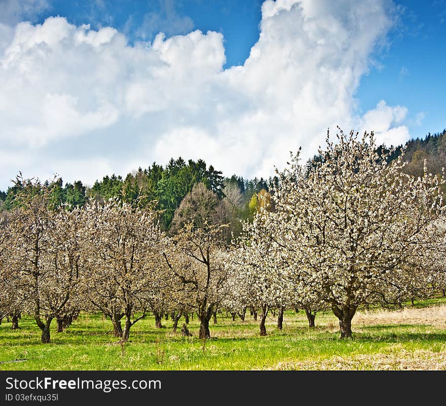 Spring plantation with cherry trees. Spring plantation with cherry trees