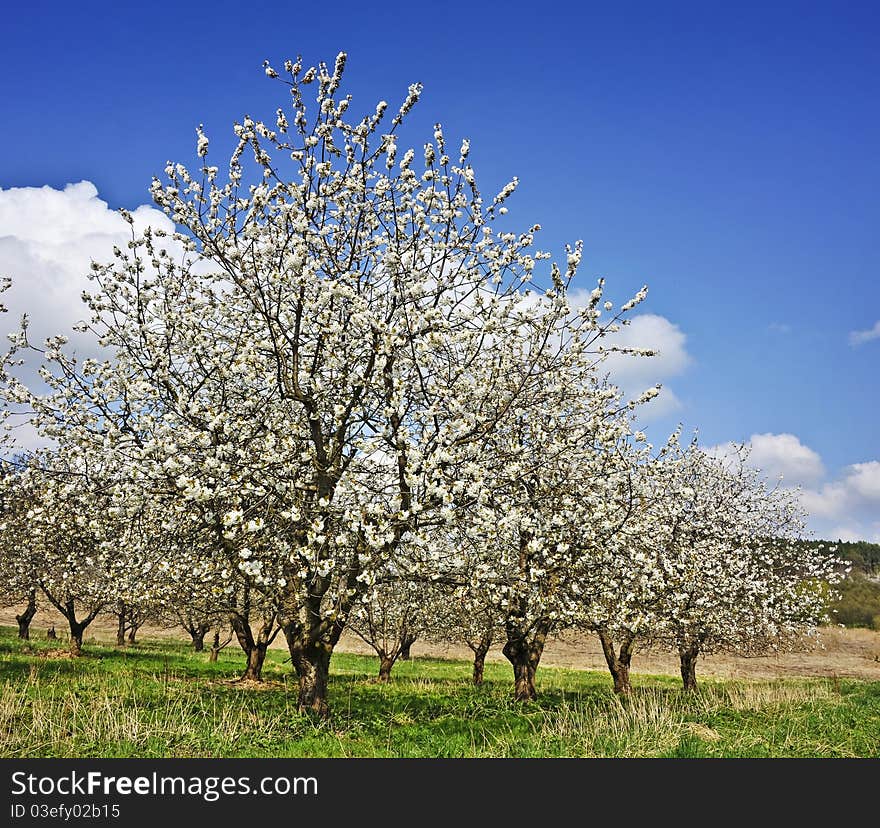 Spring plantation with cherry trees. Spring plantation with cherry trees