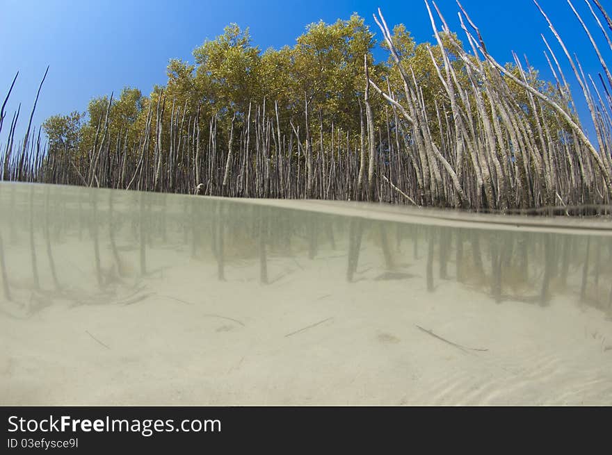 Mangrove tree with roots in a tropical lagoon