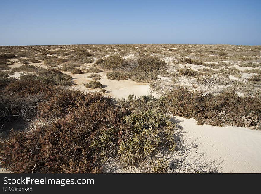 Bush and vegetation on an arid desert island. Bush and vegetation on an arid desert island