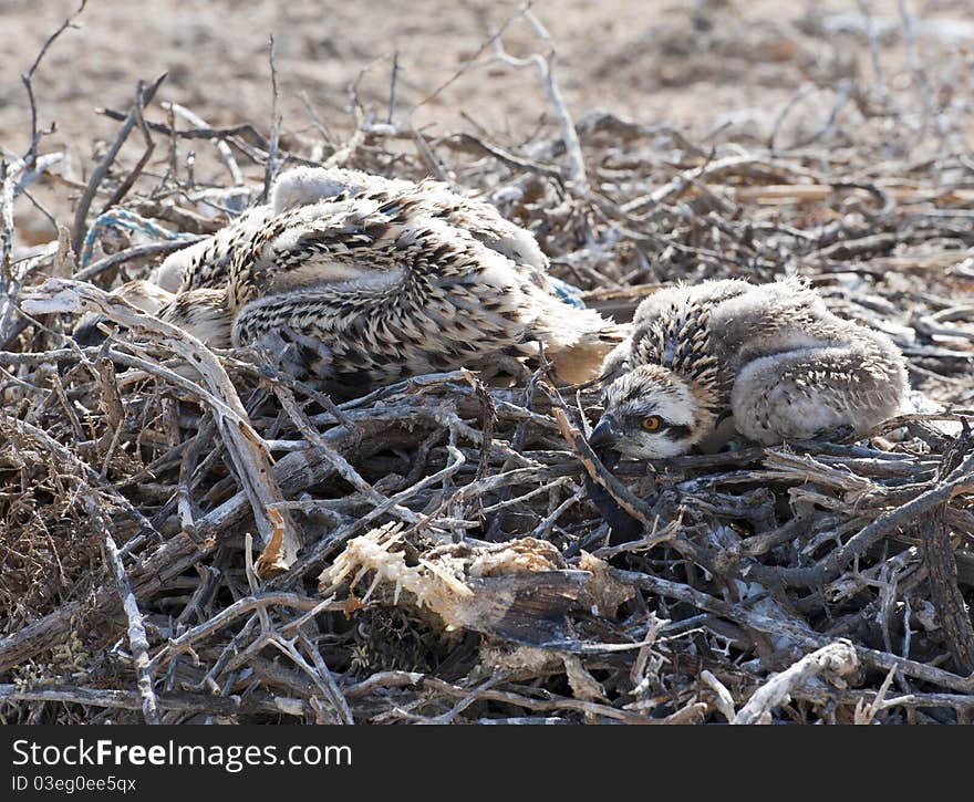 Osprey chicks in a nest