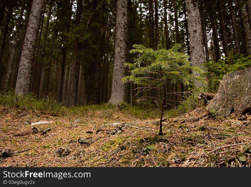 Little spruce and mighty forest in background. Little spruce and mighty forest in background