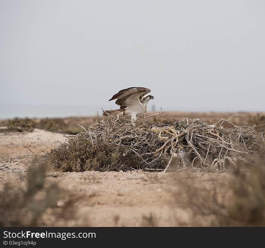 Osprey On A Nest