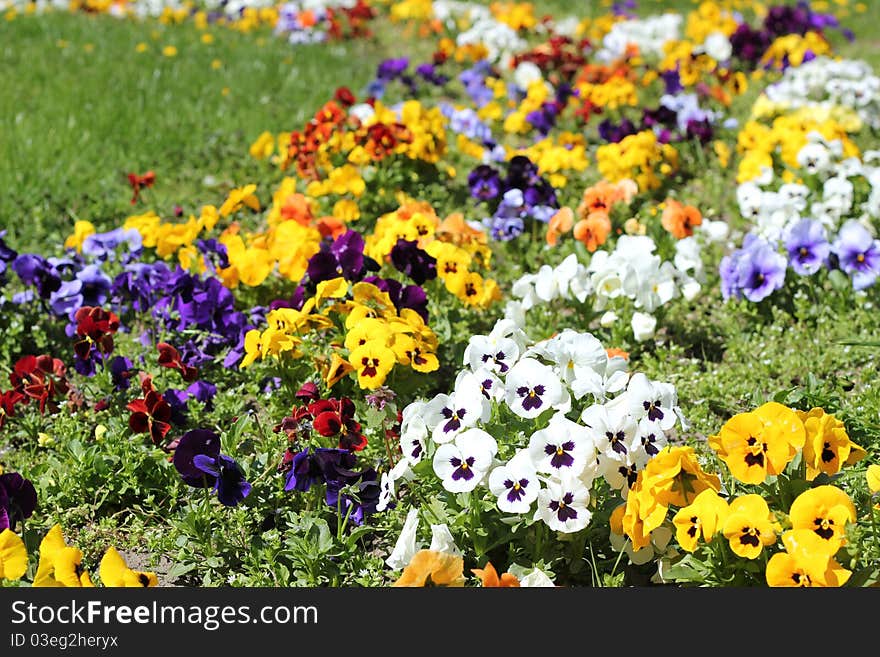 Flower Garden In The Sunlight