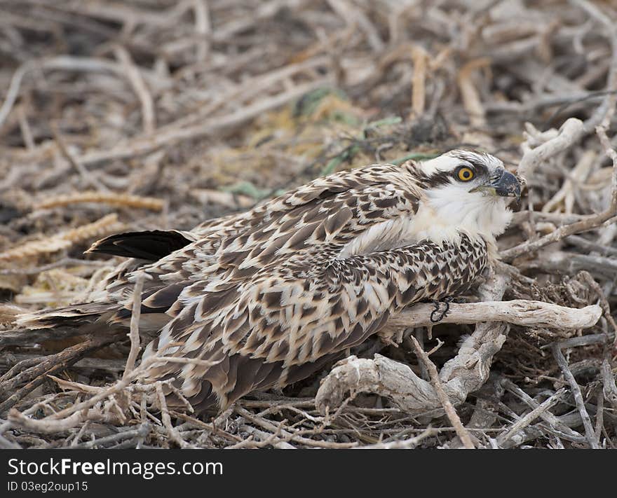 Osprey chick using it's camouflage to hide in a nest. Osprey chick using it's camouflage to hide in a nest