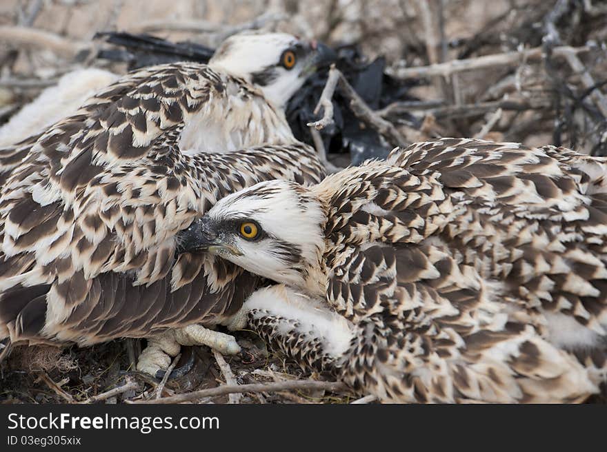 Osprey chicks in a nest