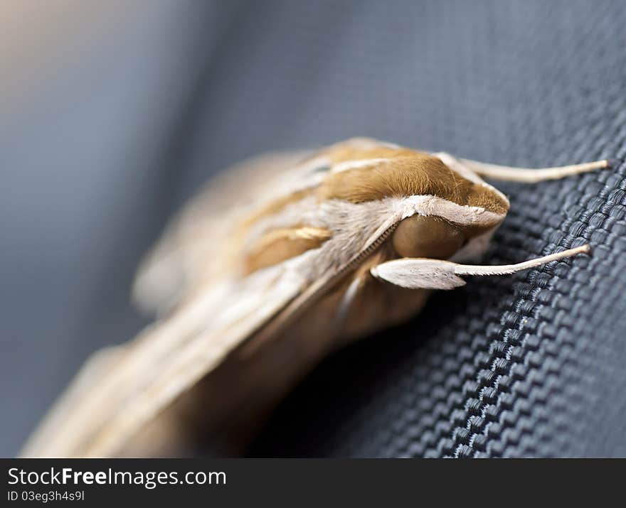 Egyptian Hawkmoth on material background