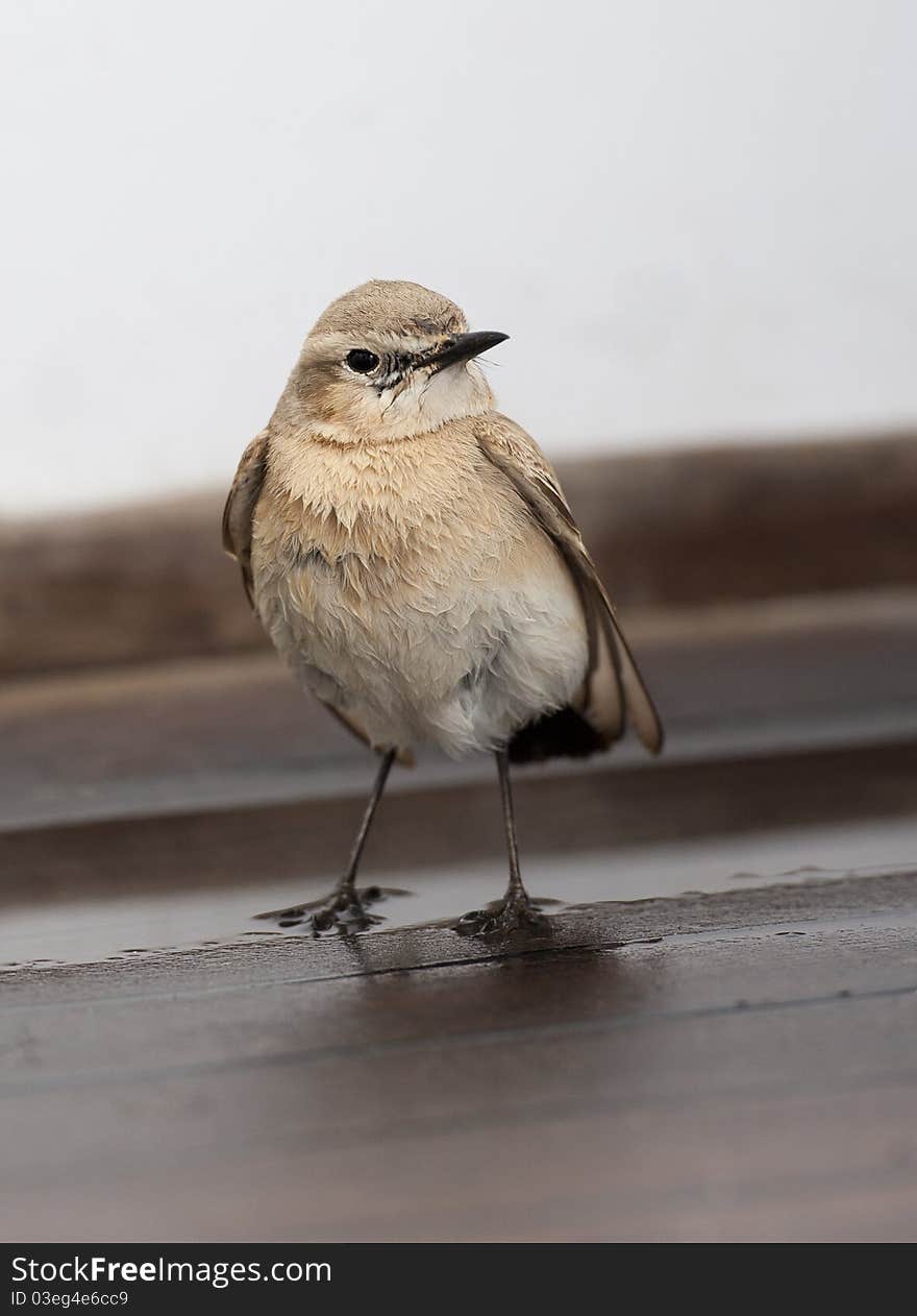 Isabelline wheatear bird standing on wood