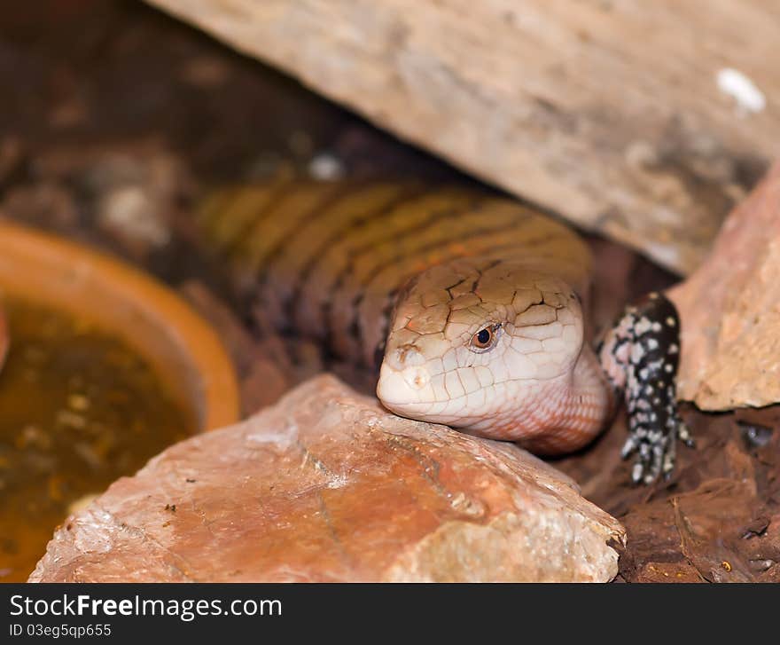 A skink posing for photo