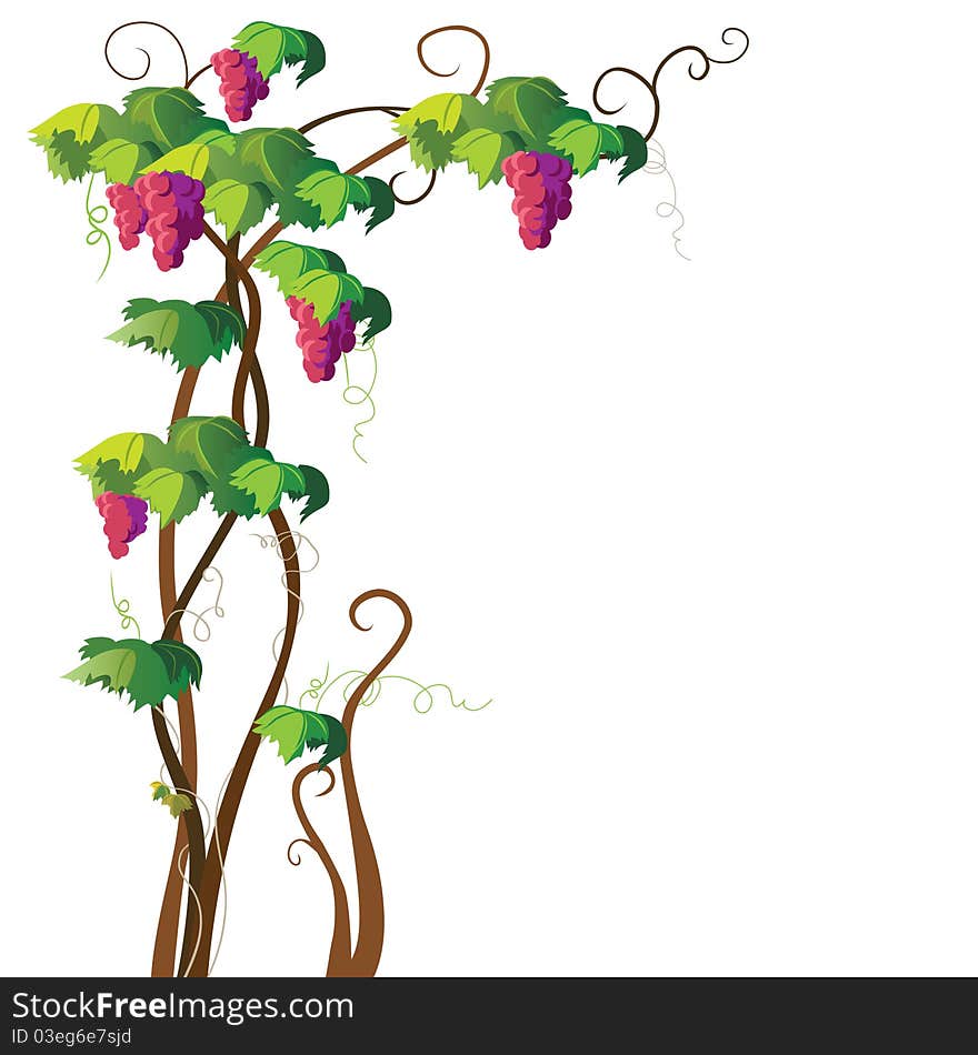 The vine on white background. The vine on white background