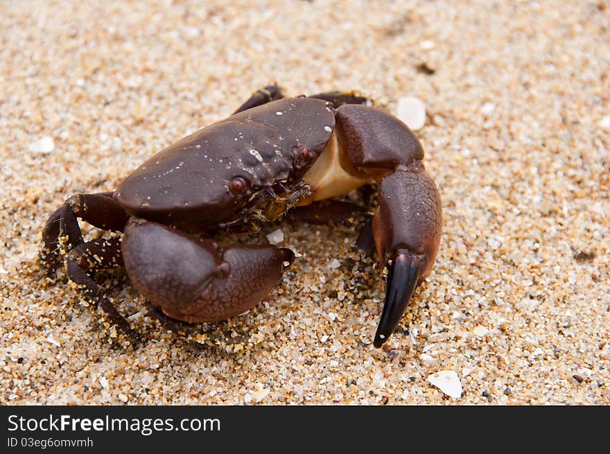 Crab on the beach in thailand